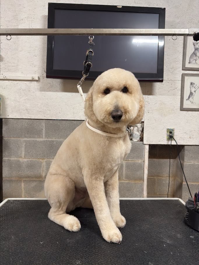 A doodle being gently blow dried during a one-on-one groom at The Pawlor